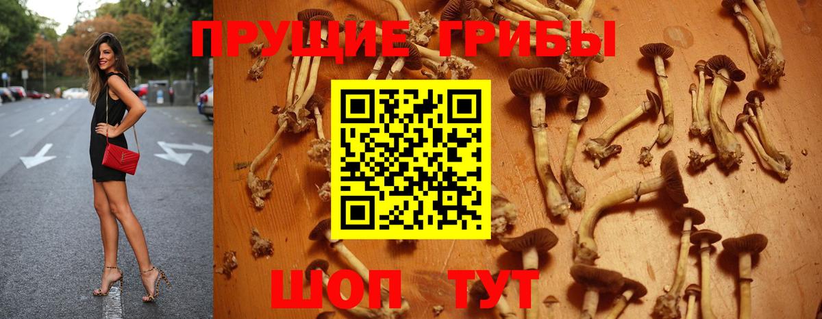 Галлюциногенные грибы Psilocybine cubensis  Псилоцибиновые грибы Cubensis  Вход с VPN  Топки 